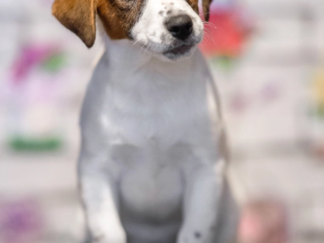 Jack-Russell-Terrier Welpe zu verkaufen
