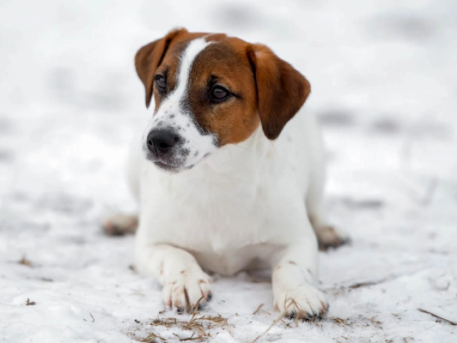 Perros Jack Russell Terrier en venta