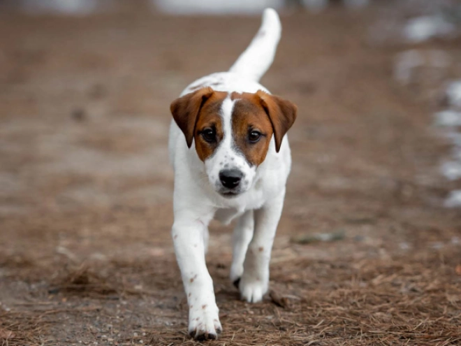 Perros Jack Russell Terrier en venta