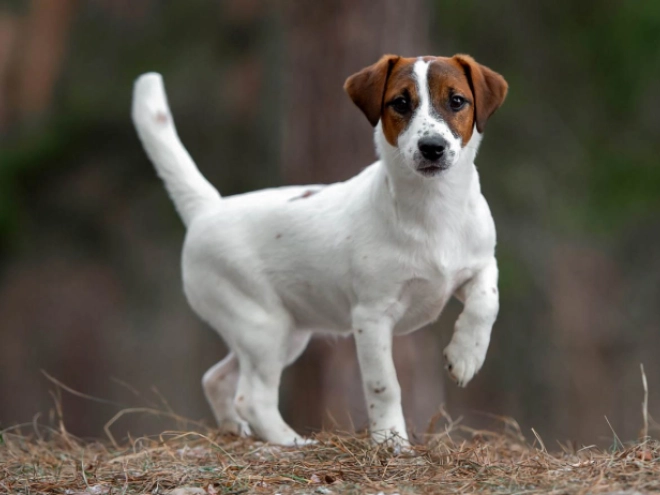 Perros Jack Russell Terrier en venta