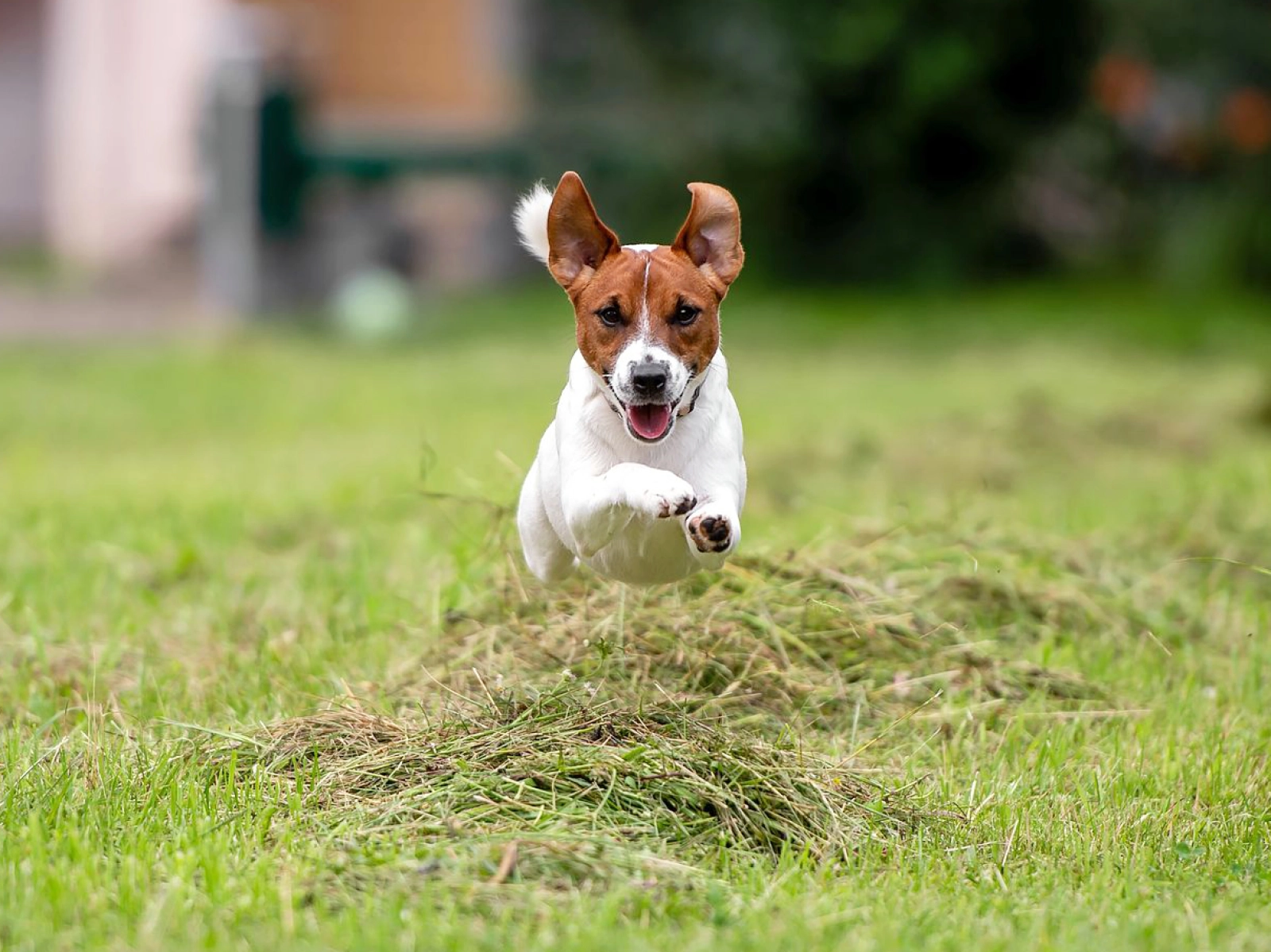 Terrier Puppy Parson Russell Mix Kaufen Terrier Zucht Parson