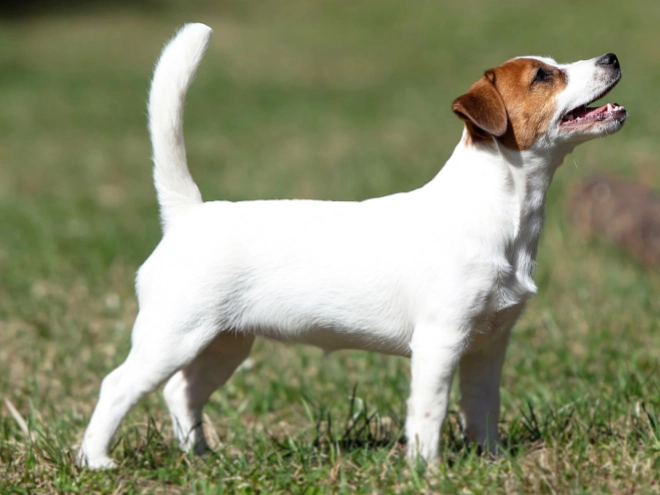 Jack-Russell-Terrier Welpe kaufen