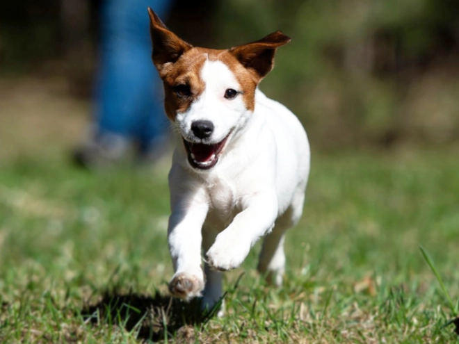 Jack-Russell-Terrier Welpe kaufen
