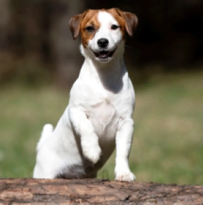 Jack-Russell-Terrier Welpe kaufen