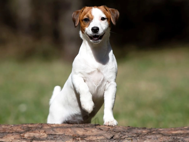 Jack-Russell-Terrier Welpe kaufen