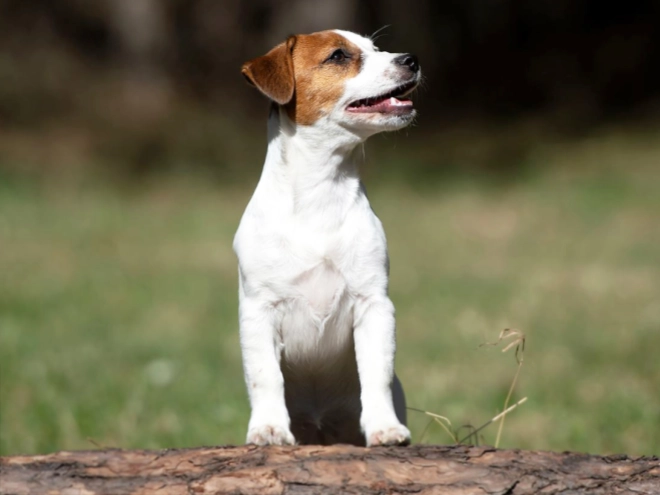 Jack-Russell-Terrier Welpe kaufen