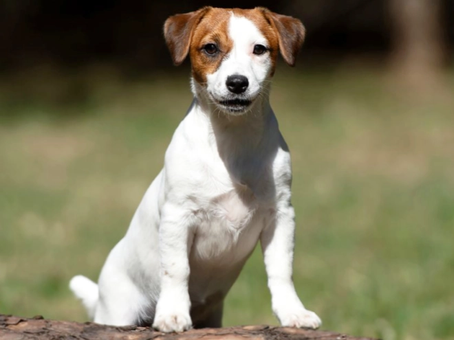 Jack-Russell-Terrier Welpe kaufen