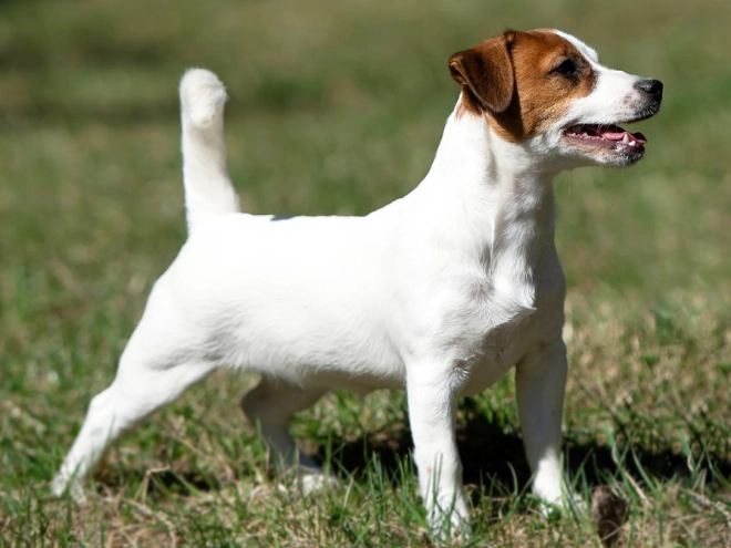 Jack-Russell-Terrier Welpe kaufen