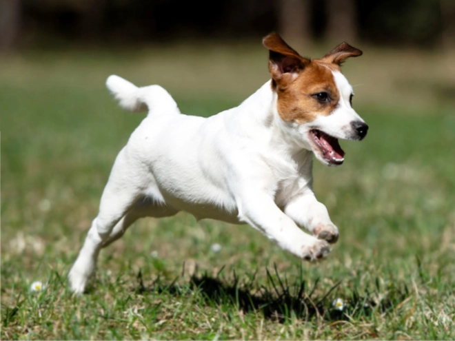 Jack-Russell-Terrier Welpe kaufen