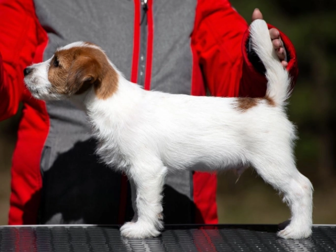 Perros Jack Russell Terrier en venta
