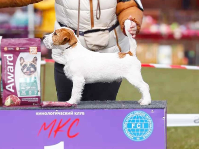 Perros Jack Russell Terrier en venta