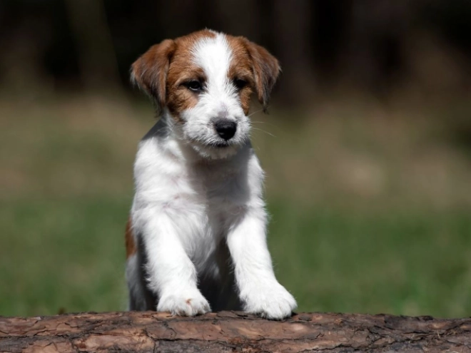 Perros Jack Russell Terrier en venta