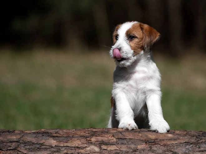 Perros Jack Russell Terrier en venta