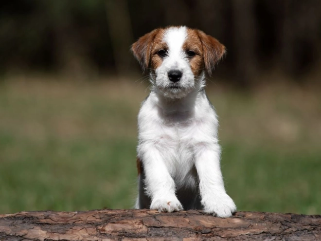 Perros Jack Russell Terrier en venta