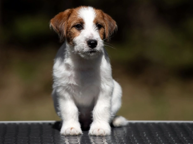 Perros Jack Russell Terrier en venta