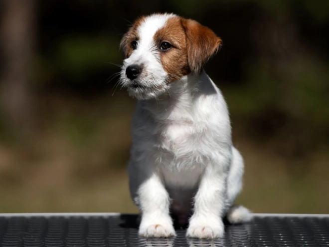 Perros Jack Russell Terrier en venta