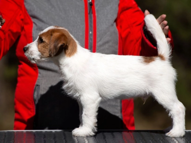 Perros Jack Russell Terrier en venta