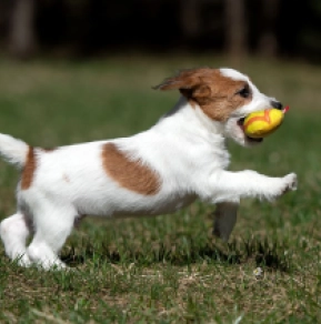 Dave,  Jack Russell Terrier en venta