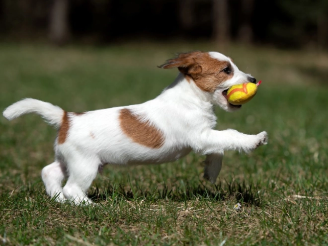 Perros Jack Russell Terrier en venta