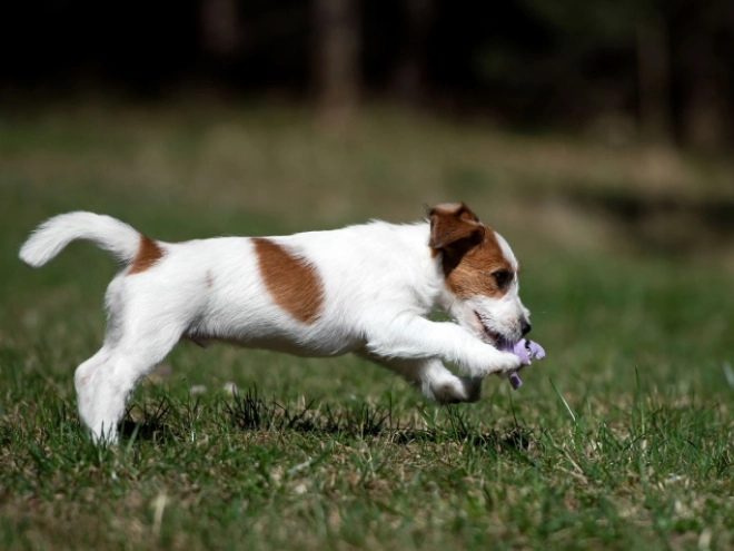 Perros Jack Russell Terrier en venta