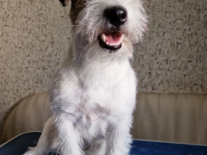 Perros Jack Russell Terrier en venta
