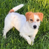 Lorna, white and brown Jack Russell Terrier en venta