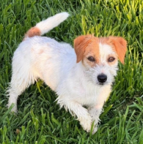 Jack-Russell-Terrier Welpe kaufen