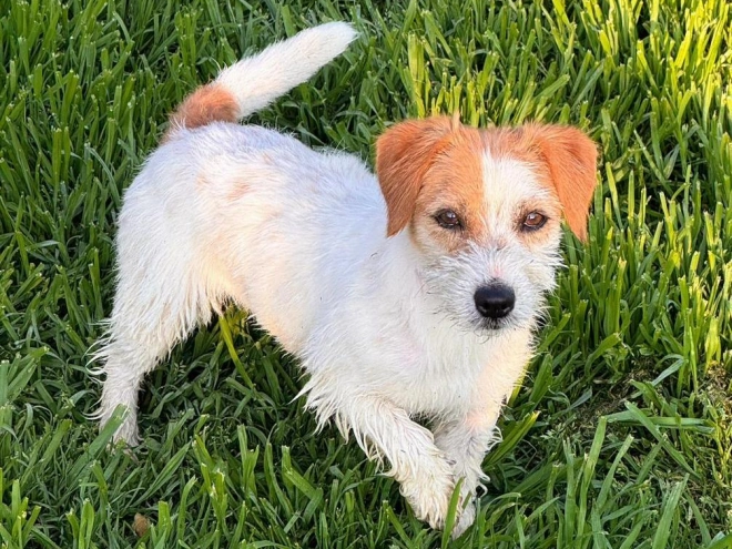 Jack-Russell-Terrier Welpe kaufen