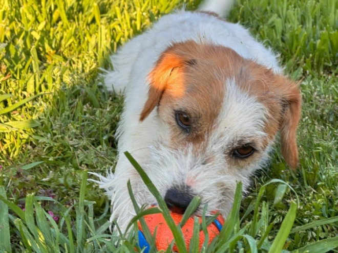 Jack-Russell-Terrier Welpe kaufen