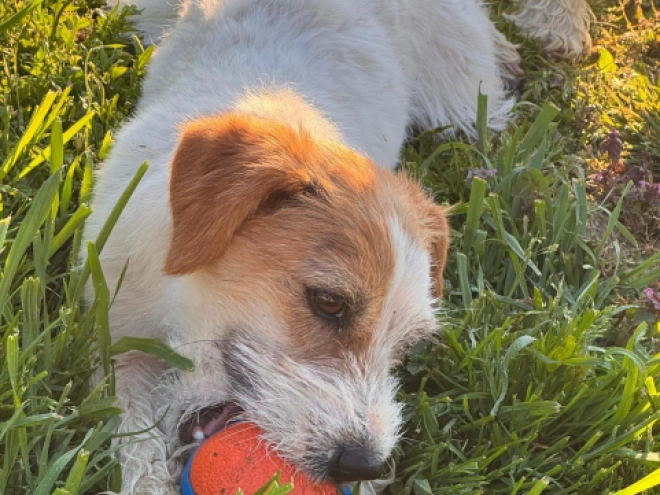 Jack-Russell-Terrier Welpe kaufen