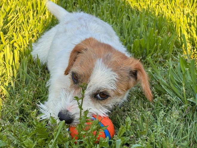 Jack-Russell-Terrier Welpe kaufen