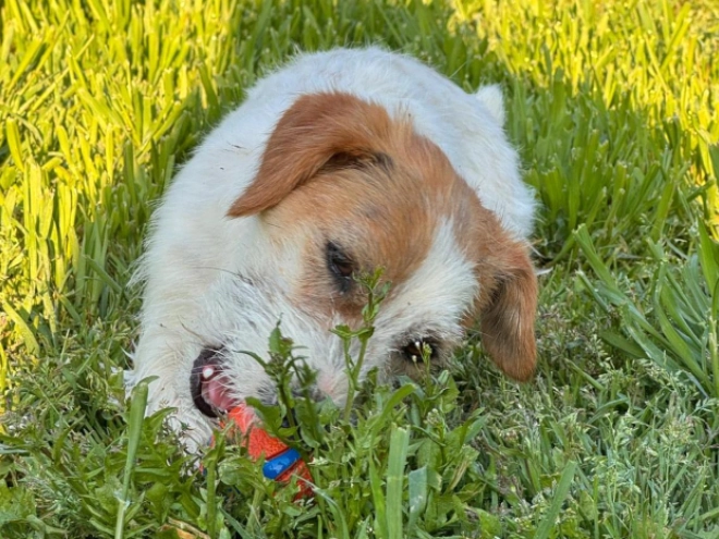 Jack-Russell-Terrier Welpe kaufen