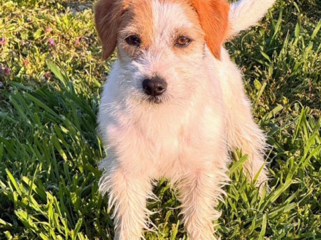 Jack-Russell-Terrier Welpe kaufen