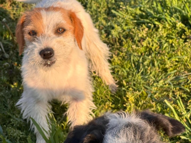 Jack-Russell-Terrier Welpe kaufen
