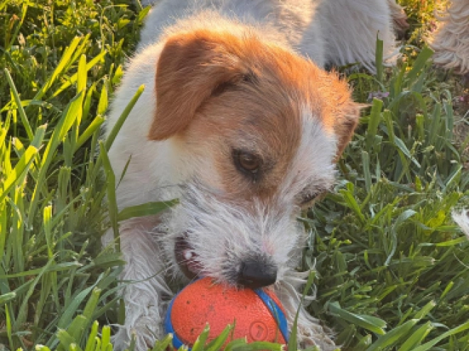 Jack-Russell-Terrier Welpe kaufen