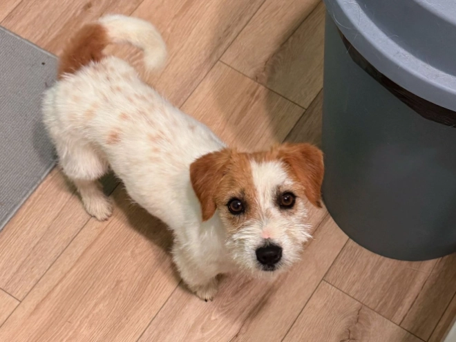 Jack-Russell-Terrier Welpe kaufen