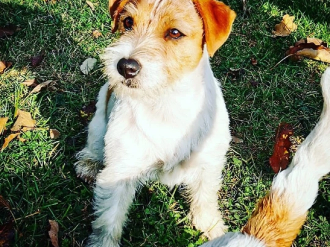 Jack-Russell-Terrier Welpe kaufen