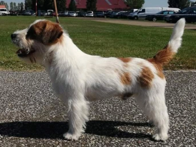 Jack-Russell-Terrier Welpe kaufen