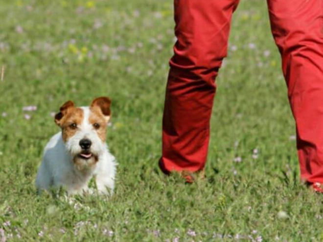 Jack Russell Terrier puppy for sale