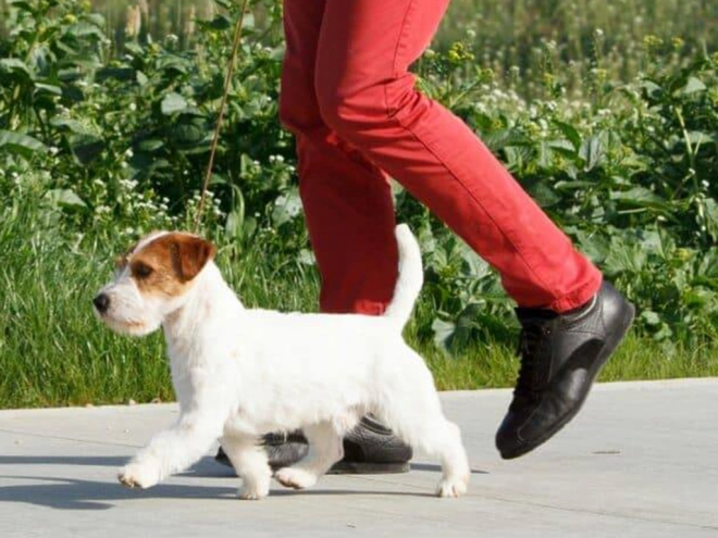 Jack Russell Terrier puppy for sale