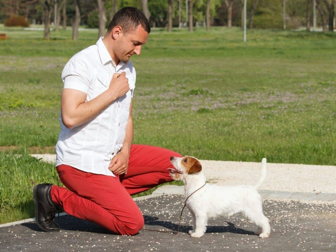 Jack Russell Terrier puppy for sale