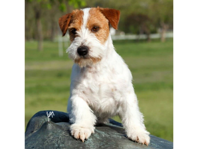 Jack Russell Terrier puppy for sale