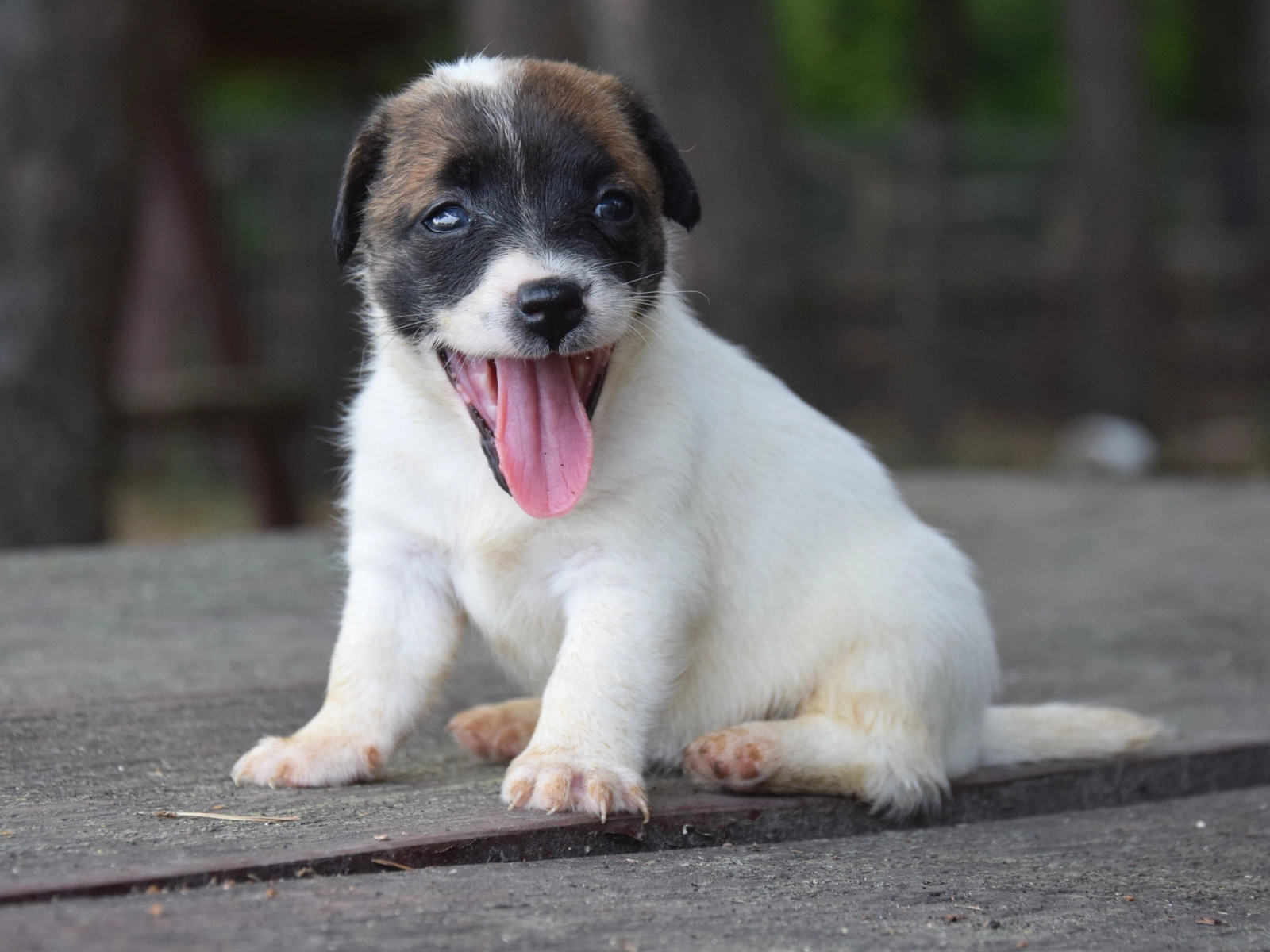 Terrier Labrador Jack Russell X Labrador Puppies Jack Russell