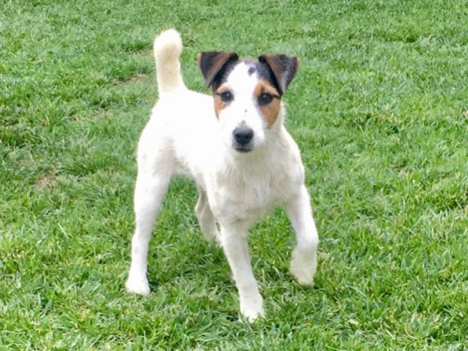 Jack Russell Terrier puppy for sale