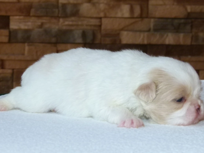 Japanese Chin puppy for sale