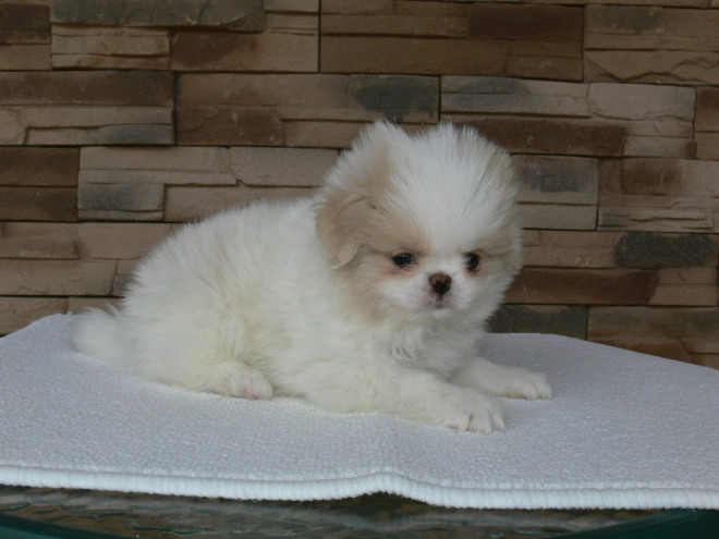Japanese Chin puppy for sale