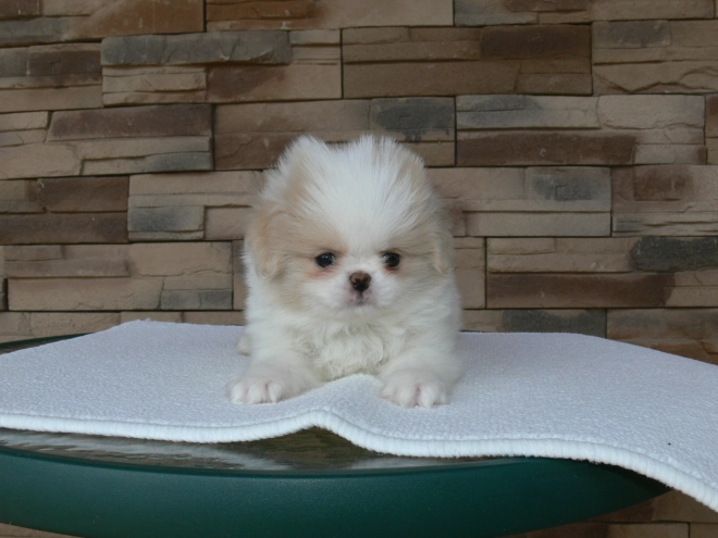 Japanese Chin puppy for sale