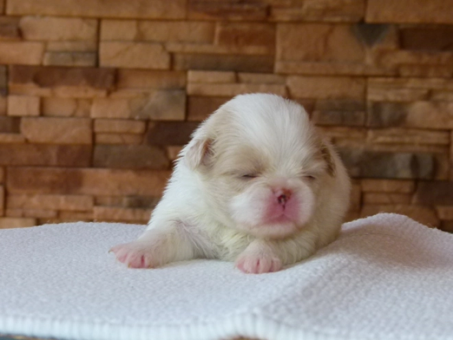 Japanese Chin puppy for sale