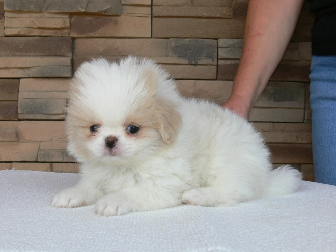 Japanese Chin puppy for sale