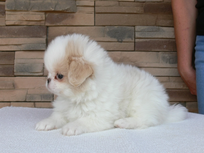 Japanese Chin puppy for sale